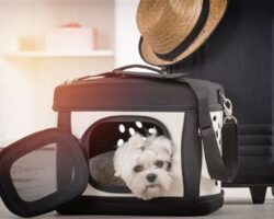 Pet Travel Accessories: Making Travelling with Your Pet Stress-Free