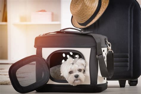Pet Travel Accessories: Making Travelling with Your Pet Stress-Free