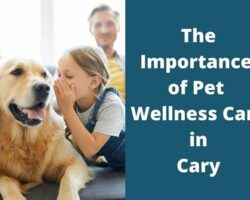 The Importance of Pet Accessories for Pet Health and Well-being