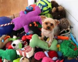 Keeping Your Pet Entertained: Fun and Interactive Accessories